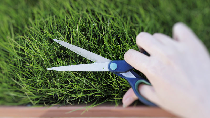 用剪刀剪新鲜的草