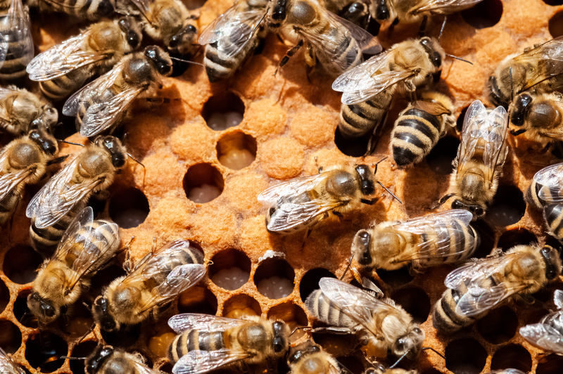 蜂的种类图谱蜂窝图片
