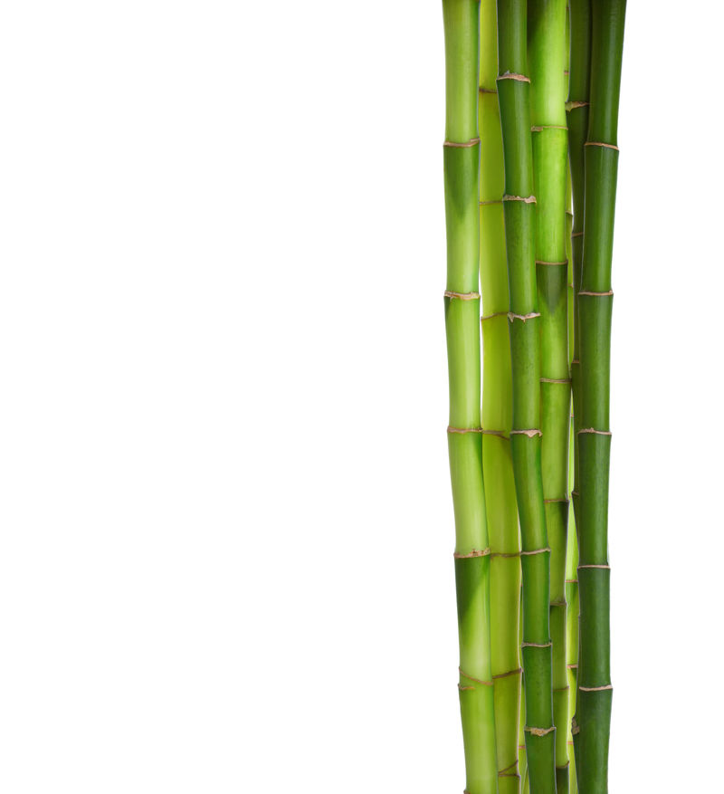 白色背景下的竹枝