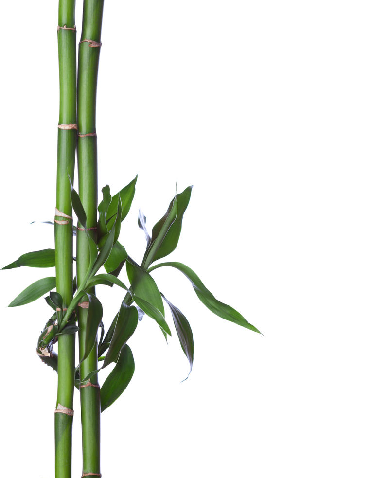 白底竹林布拉尼龙舌兰