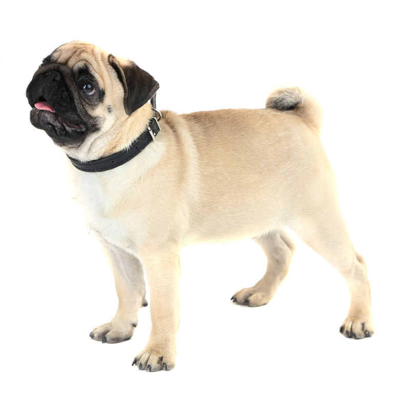 滑稽可爱可爱的小狗