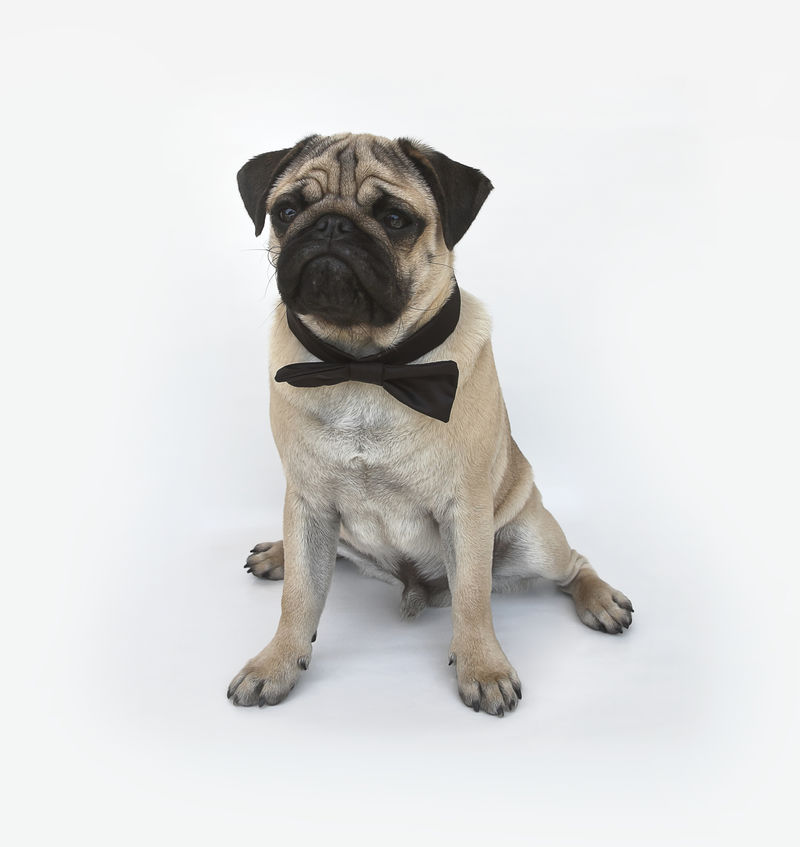 白色背景前有蝴蝶结的漂亮雄性哈巴狗小狗