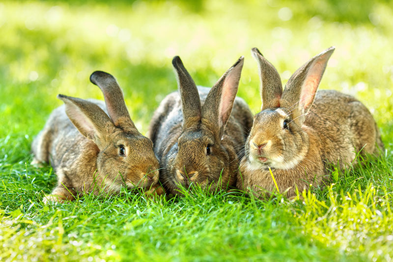 三条腿的兔子图片