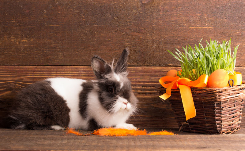 可爱的复活节兔子