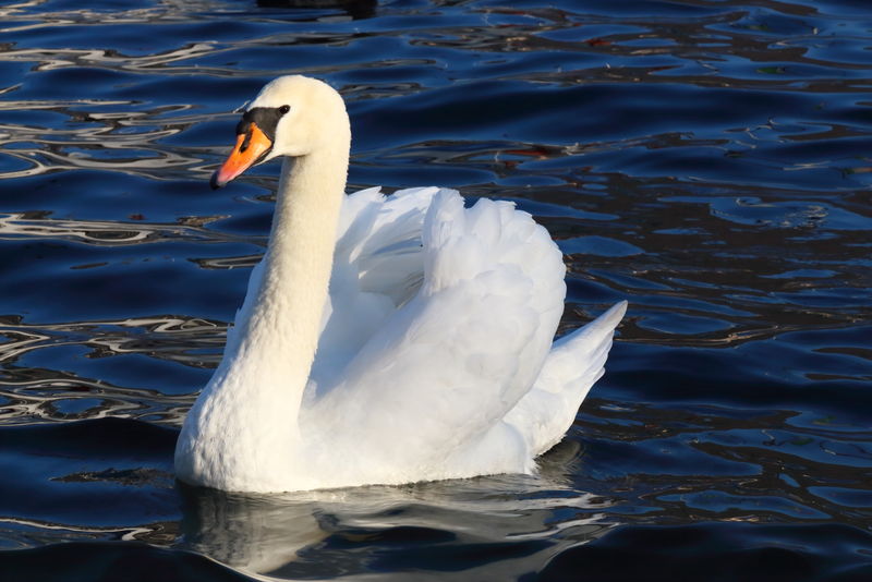 天鹅在科莫湖上悠闲地游泳