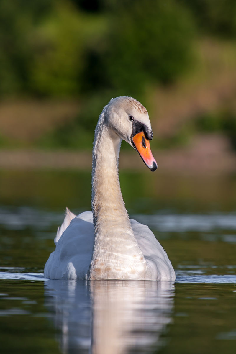 游泳白天鹅/天鹅倒影