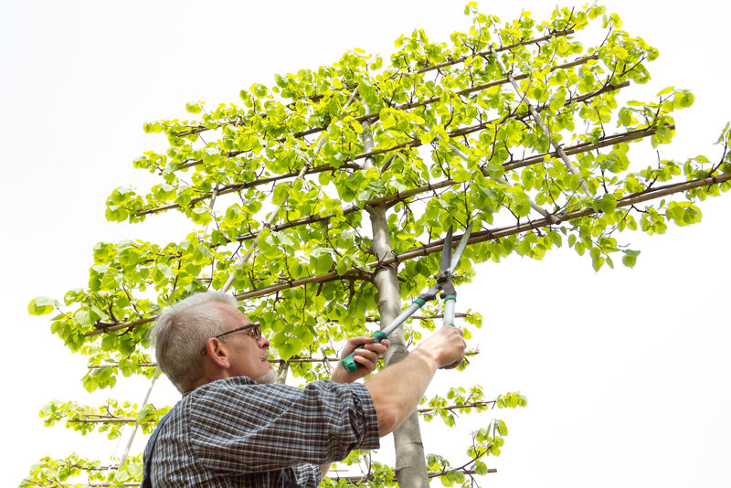 园丁剪掉了高高的装饰性的树剪