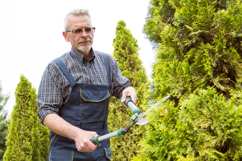 园丁修剪树木