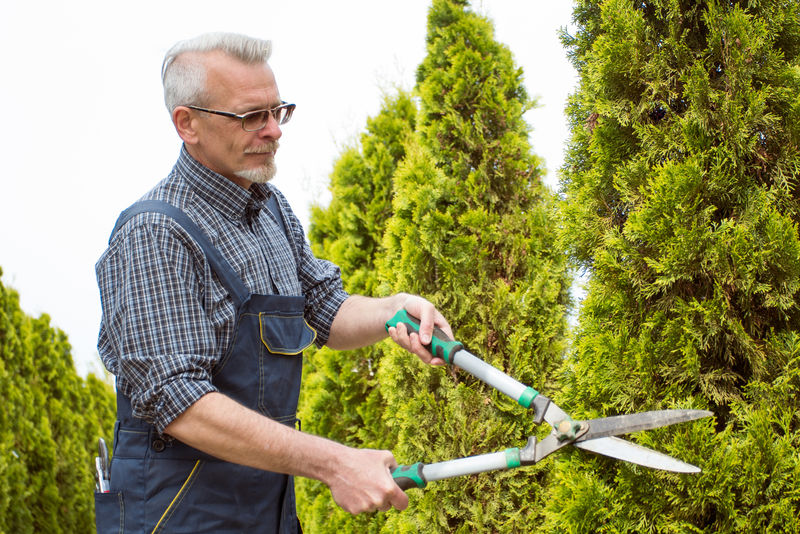 园丁修剪树木