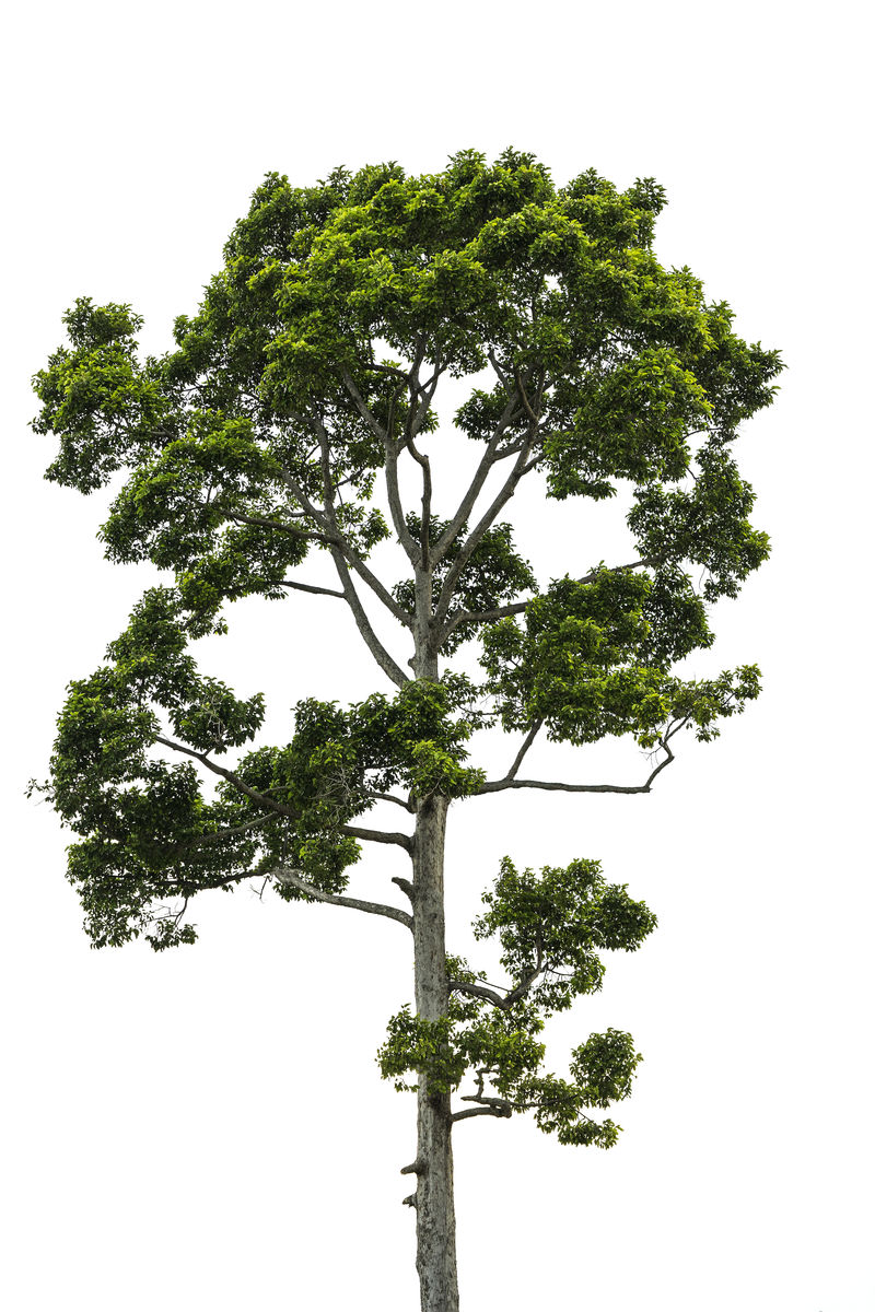 白色背景上的大树隔离