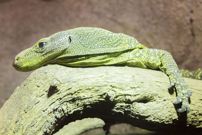 危险爬行动物科莫多龙科莫多龙