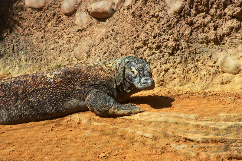 一条科摩多巨龙（科摩多巨蜥）-在阳光下温暖