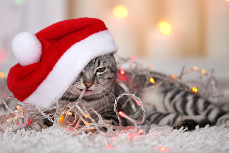 明亮背景下的美丽猫