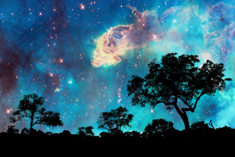 夜景树木剪影星光灿烂