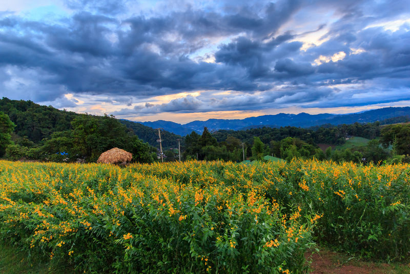 泰国清迈孟加拉风景优美的山花
