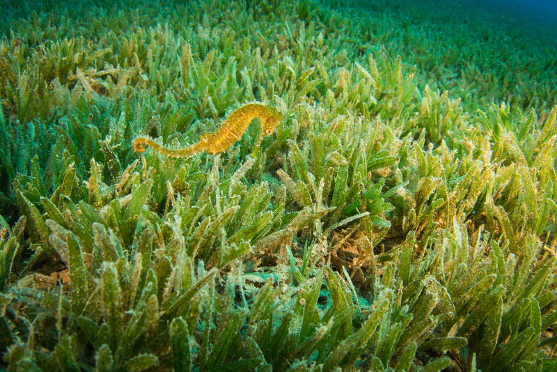 美麗而美麗的海底世界-珊瑚和熱帶魚