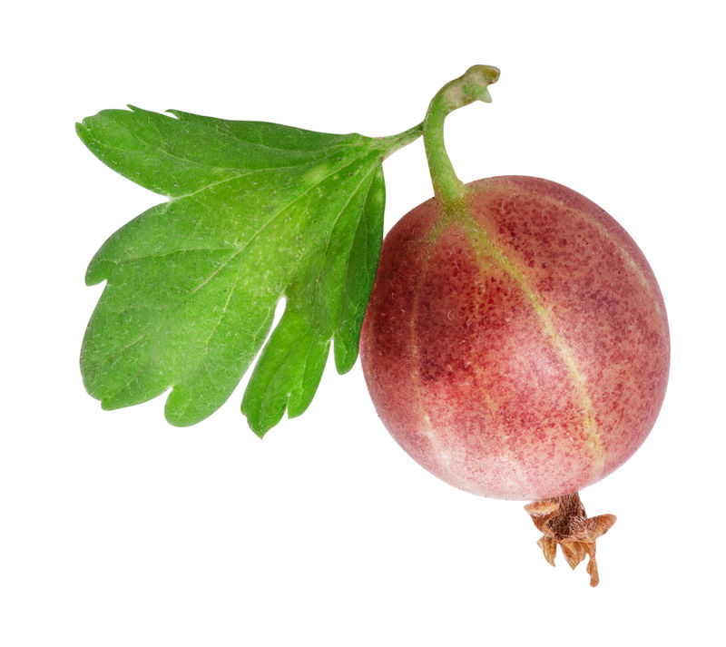 白色背景下的新鲜醋栗剪辑路径