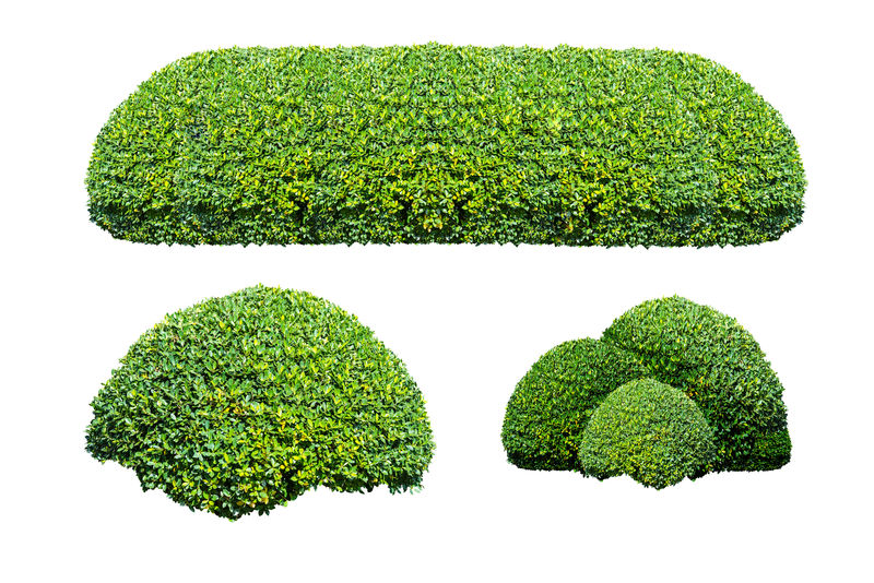 白色背景上的绿色灌木