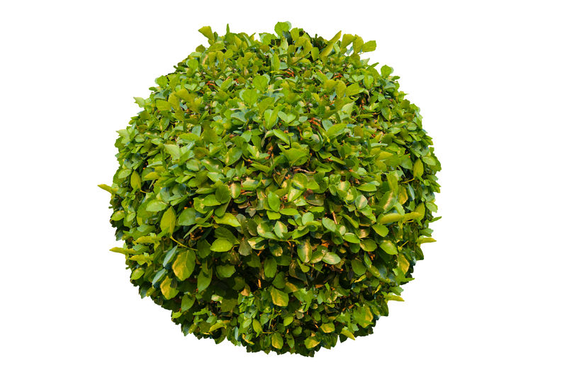 白色背景上的绿色灌木