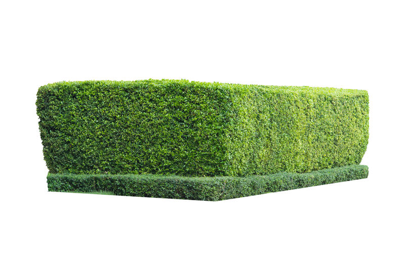 白色背景上的绿色灌木