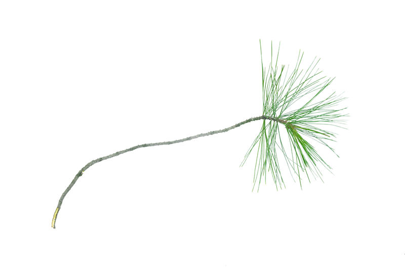 白底绿松云杉树枝