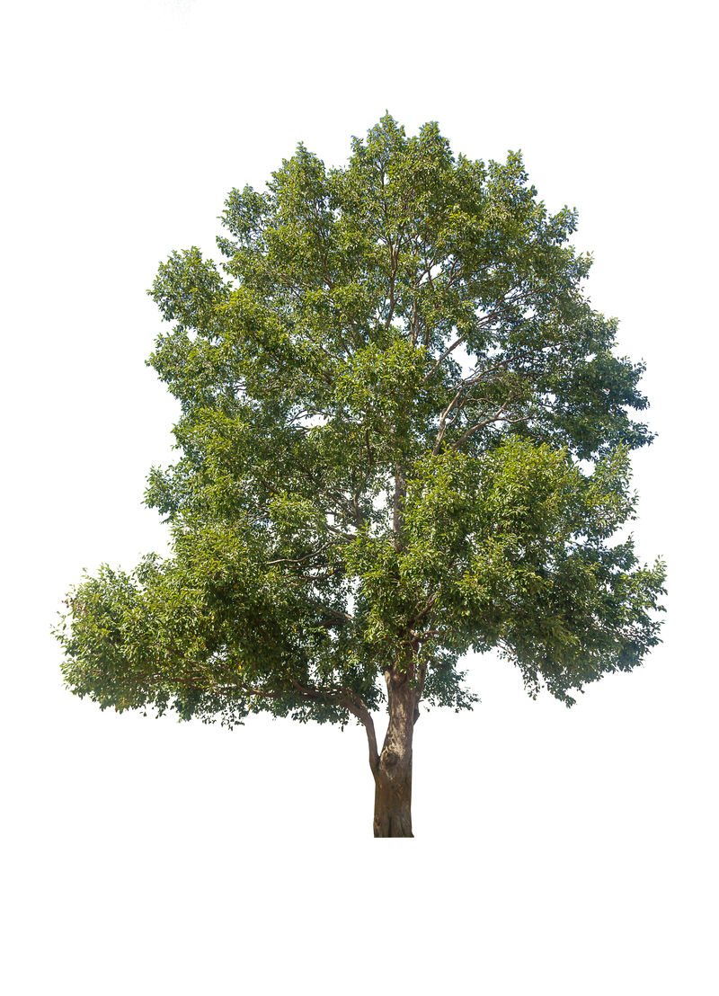 树在白色背景上隔离集合树隔离树对象