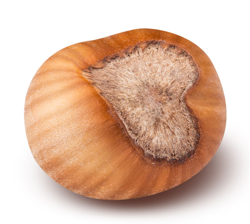 白背轮上分离的榛子