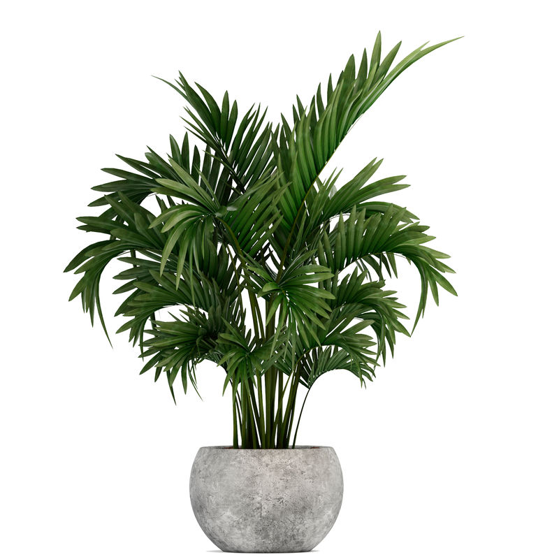 白底锅里的荷叶棕