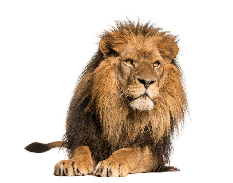 狮子躺着的前视图10岁的Panthera Leo与世隔绝