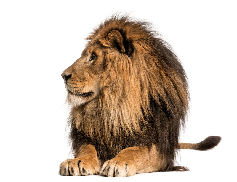 卧狮远望豹形狮子座10岁与世隔绝