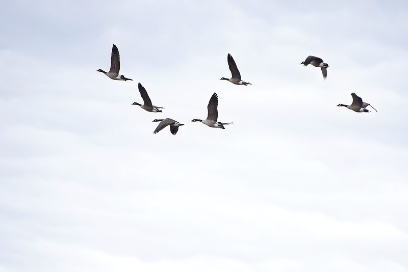 一群正在飞行的加拿大鹅