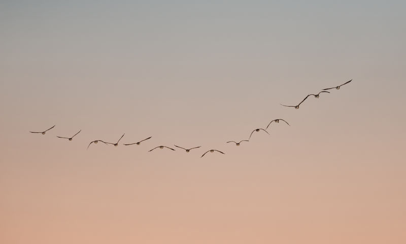 以V字形飞行的鸟