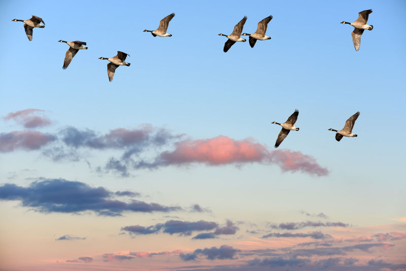 素材:一群加拿大鹅在日落的天空中飞翔图片,创意图片,天空,飞行,鸟类