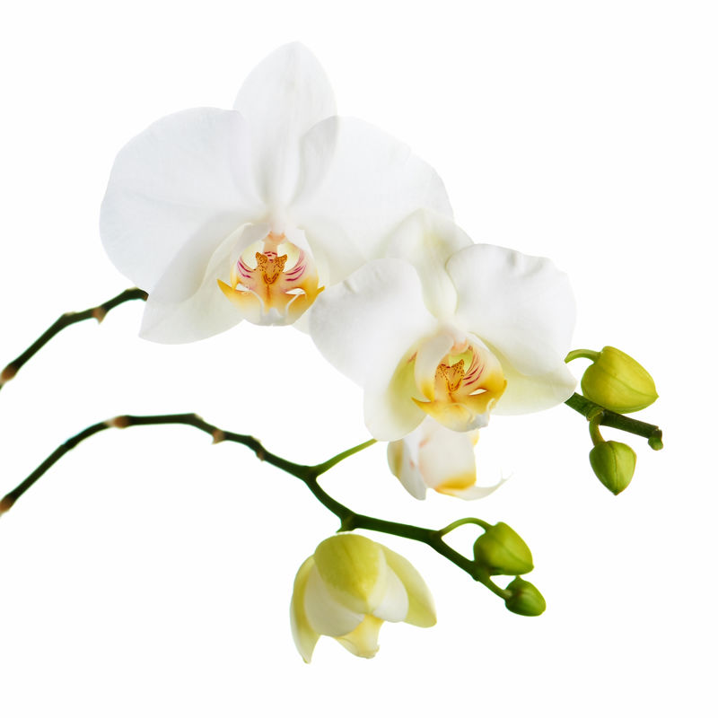 白底兰花