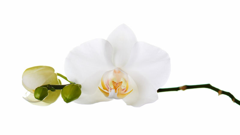 白底兰花