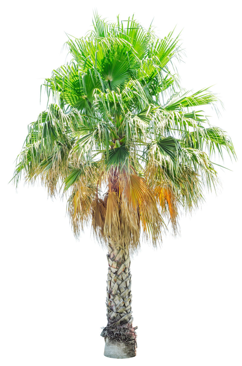菲律宾棕榈树