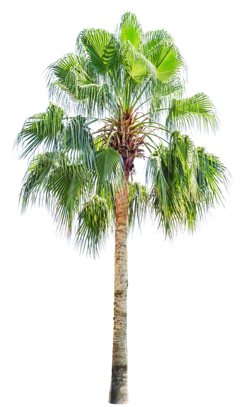 高大的棕榈树白色隔离