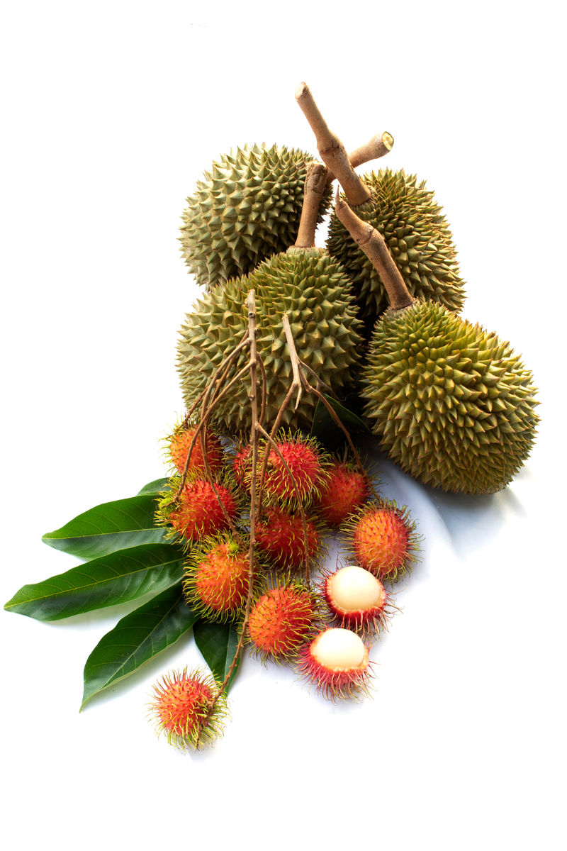 红毛丹叶和榴莲白色背景下分离