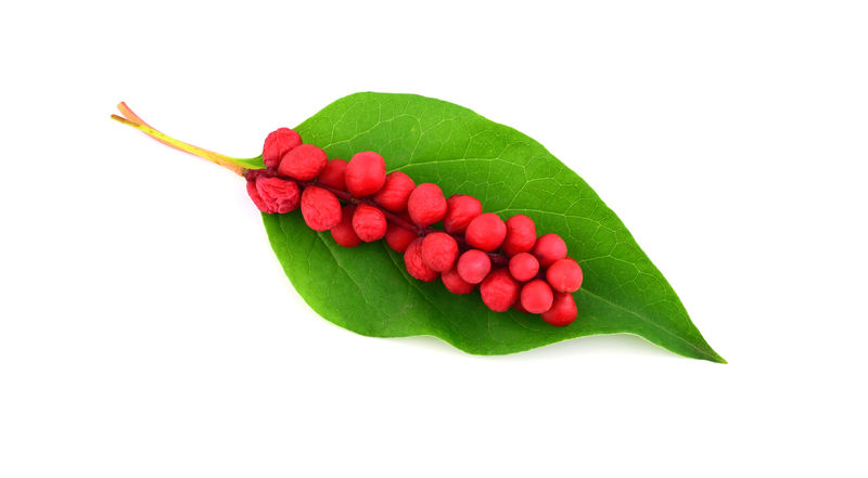 五味子中草药植物的叶子和果实白底隔离还有木兰藤木兰藤五味子木兰浆果或五香果