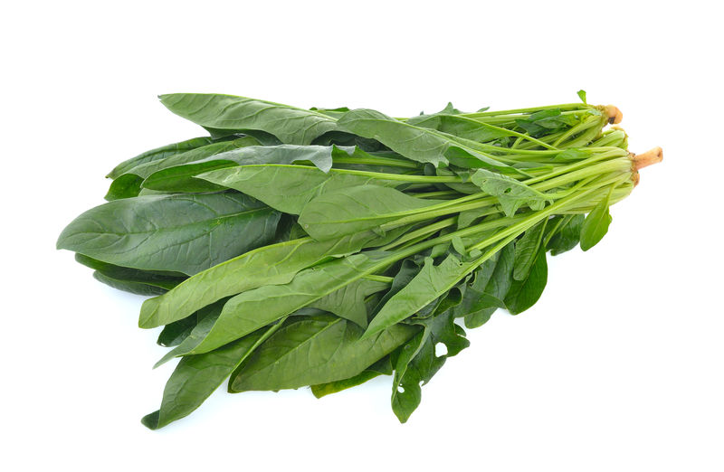 白底菠菜叶