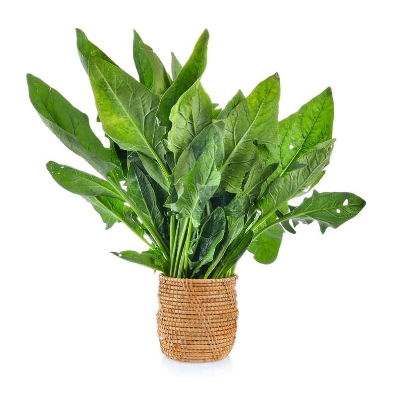 白底菠菜篮子叶