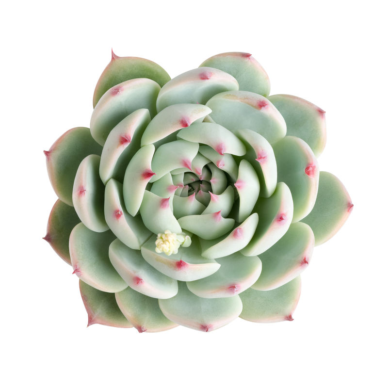 分离出的多汁植物