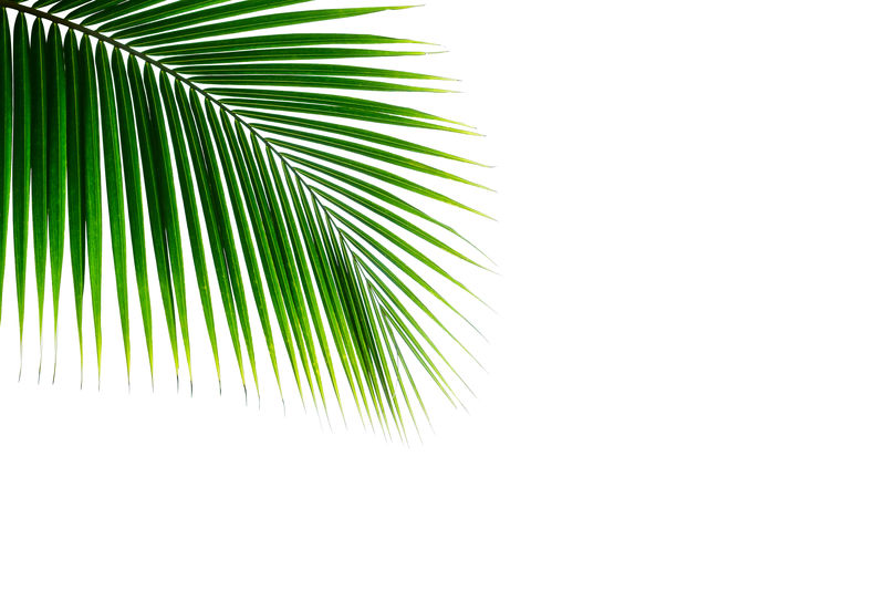 热带椰子叶白色背景夏季设计元素
