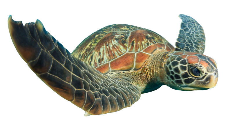 海龟孤立的白色背景