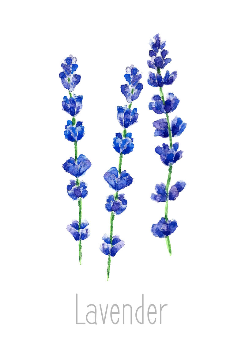 薰衣草植物的手绘水彩植物插图-淡紫色素描-白底独立-草药插图-标本室