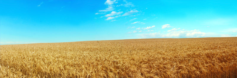 以蓝天为背景的麦田全景图