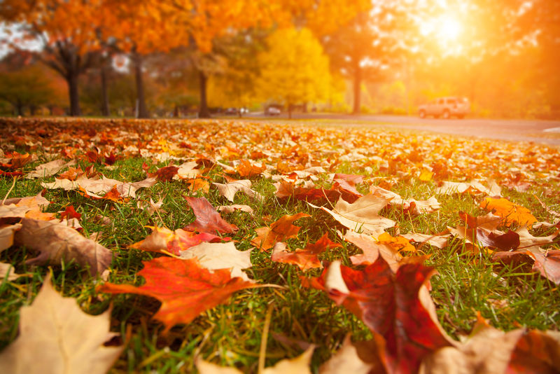 秋天公园里的黄色橙色和红色的秋叶