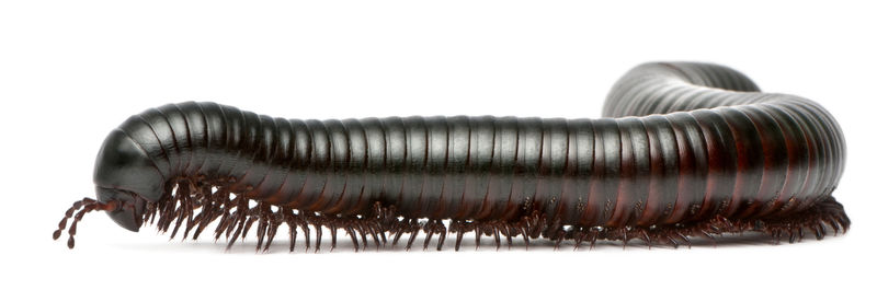 millipedus多足类spirostreptus giganteus）