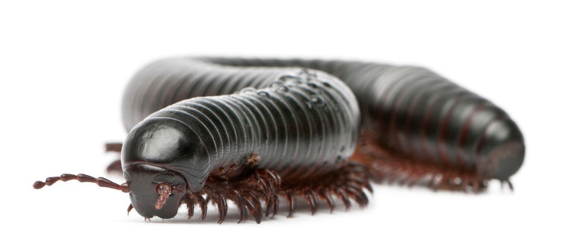 Millipedus多足类spirostreptus Giganteus 素材 高清图片 摄影照片 寻图免费打包下载