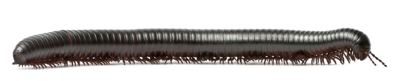millipedus多足类spirostreptus giganteus）